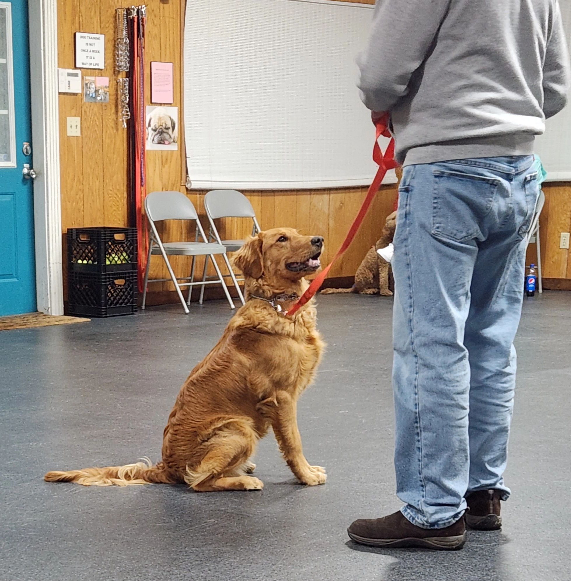 The Leash Connection Dog Training Dog Supplies